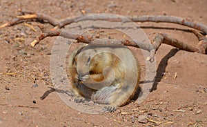 Prairie dogs are burrowing rodents native