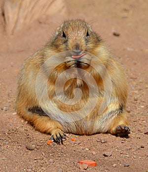 Prairie dogs are burrowing rodents native