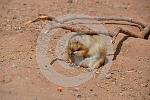 Prairie dogs are burrowing rodents native to the grasslands of North America.