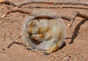 Prairie dogs