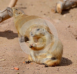 Prairie dogs are burrowing rodents native to the grasslands of North America