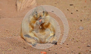 Prairie dogs are burrowing rodents native to the grasslands of North America