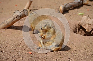 Prairie dogs are burrowing rodents native to the grasslands of North America