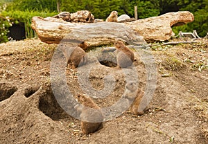 Prairie dogs
