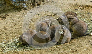 Prairie dogs cute rodent animal family portrait close up of eating food and standing in the sand