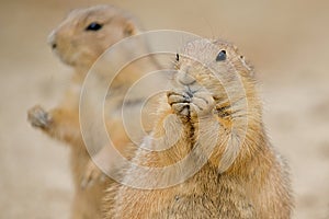 Prairie Dogs (Cynomys)