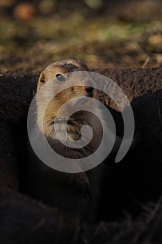 Prairie dogs (Cynomys)