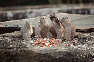 Prairie dogs (Cynomys ludovicianus) eating