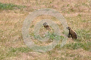 Prairie dogs, Devils Tower National Monument, Wyoming, USA