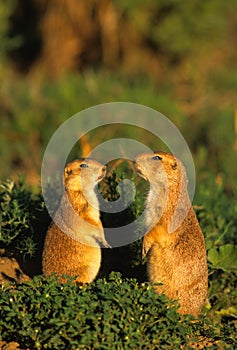 Prairie Dogs Discussing matters