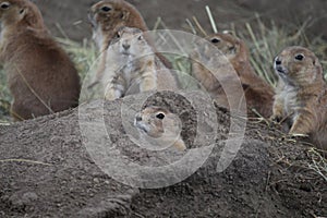 Prairie dogs