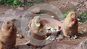 Prairie Dogs Eating Vegetables