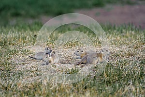 Prairie Dogs family in the fields