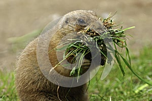Prairie Dogs with food photo