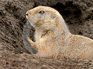 Prairie dogs are herbivorous burrowing ground squirrels native to the grasslands of North America.