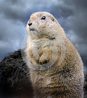 Prairie dogs are herbivorous burrowing rodents native to the grasslands of North America.