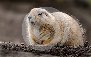 Prairie dogs are herbivorous burrowing rodents native to the grasslands of North America.