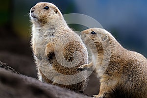 Prairie dogs are herbivorous burrowing rodents native to the grasslands of North America.