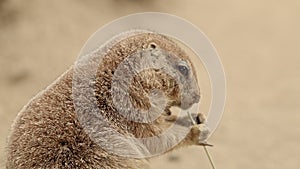 Prairie dogs interacting within family relaxing together