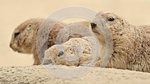 Prairie dogs interacting within family relaxing together