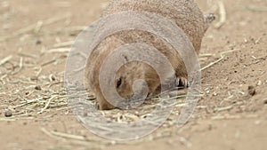 Prairie dogs interacting within family relaxing together