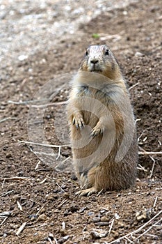 Prairie Dogs on Lookout