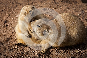 Prairie dogs