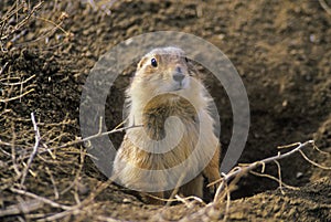 Prairie dogs, Prairie Dog Town, State Monument, Greycliff, MT