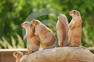 Prairie dogs on rock photo