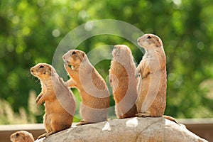 Prairie dogs on rock