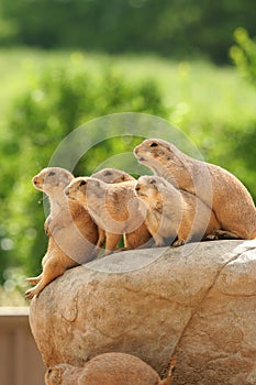 Prairie dogs on rock