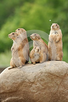 Prairie dogs on rock