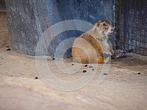 Prairie dogs with rocks and sand