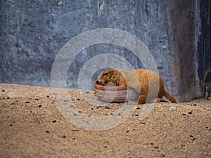 Prairie dogs with rocks and sand