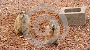 Prairie Dogs Snack Time