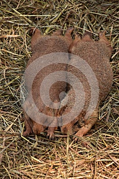 Prairie Dogs Stretched Out in a Pile of Straw