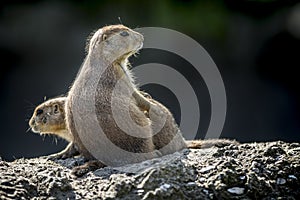 Prairie dogs together