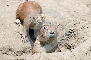 Prairie dogs watching from hole