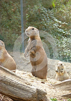 Prairie dogs in the zoo