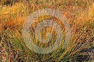 Prairie Dropseed   44668 photo