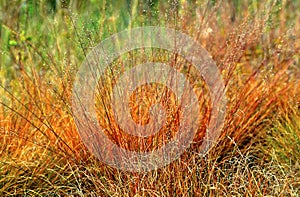 Prairie Dropseed   44670 photo