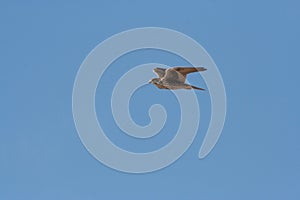 Prairie Falcon Falco mexicanus