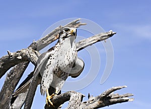 A Prairie Falcon Against a Blue Sky photo