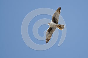 Prairie Falcon Flying in a Blue Sky