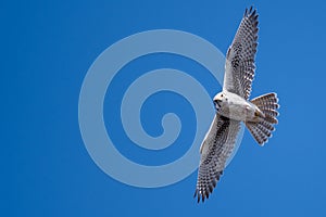 Prairie Falcon Making Direct Eye Contact While Soaring High in a Blue Sky