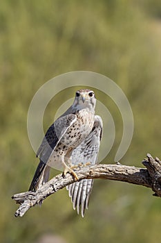 Prairie Falcon