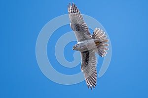 Prairie Falcon Soaring High in a Blue Sky