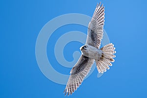 Prairie Falcon Soaring High in a Blue Sky