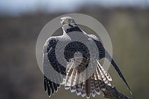 Prairie Falcon 2