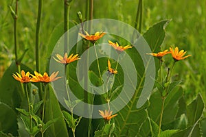 Prairie Flowers